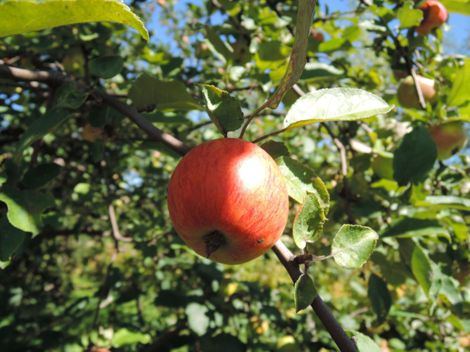 Nikon Coolpix P330 sample photo. Apple, apple, tree photography