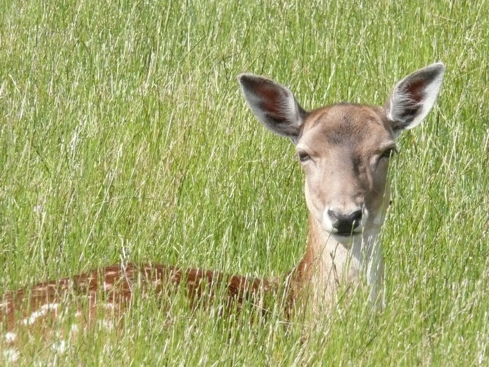 Leica V-LUX 1 sample photo. Roe deer, grass, fallow photography