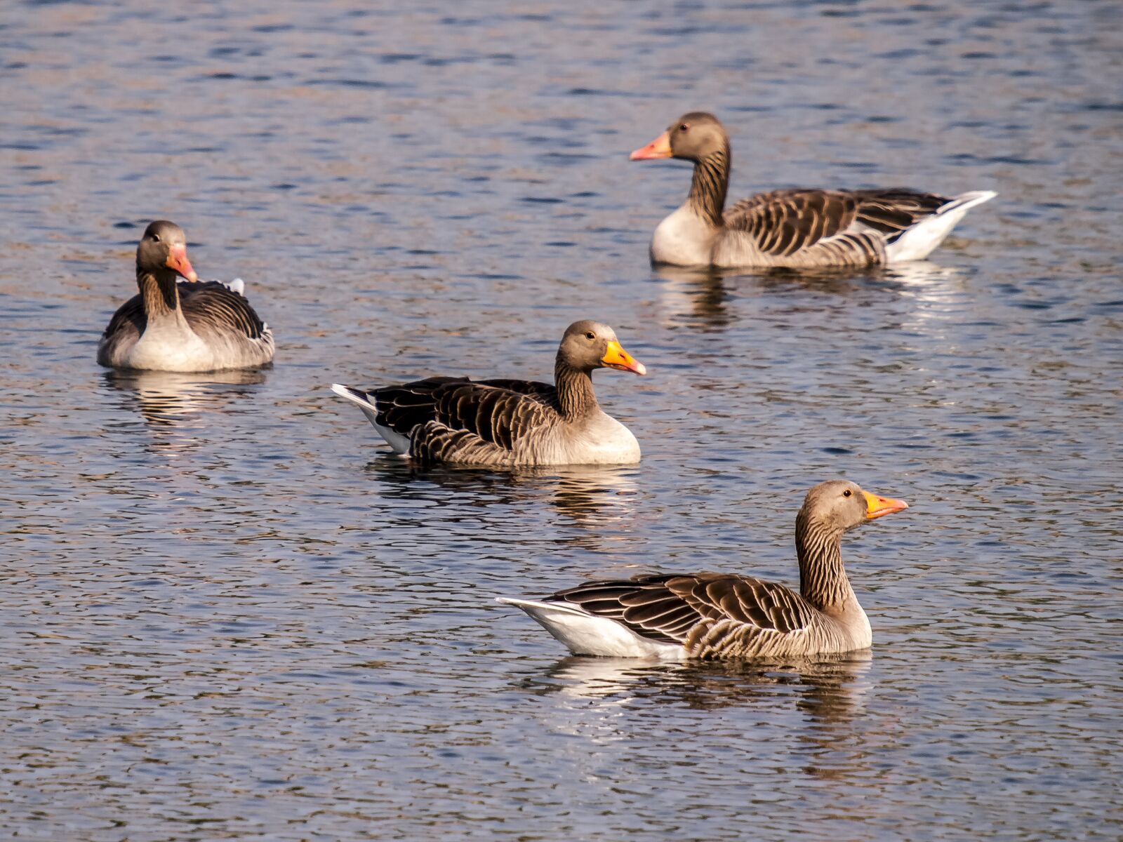 Olympus E-3 sample photo. Greylag goose, goose, water photography