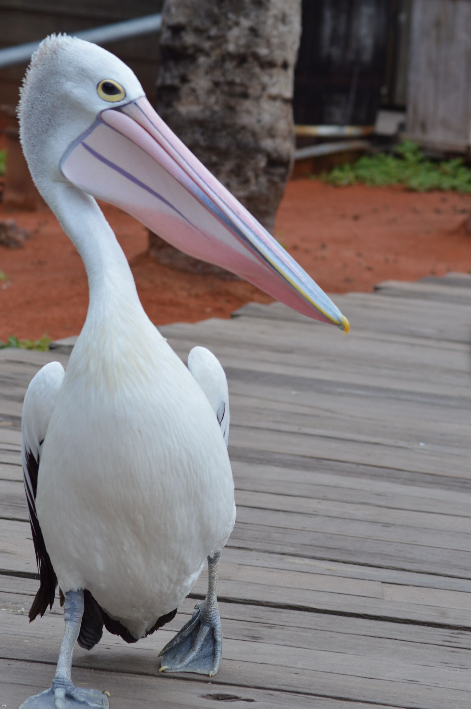 Nikon D3200 sample photo. Bird, pelican, zoo photography