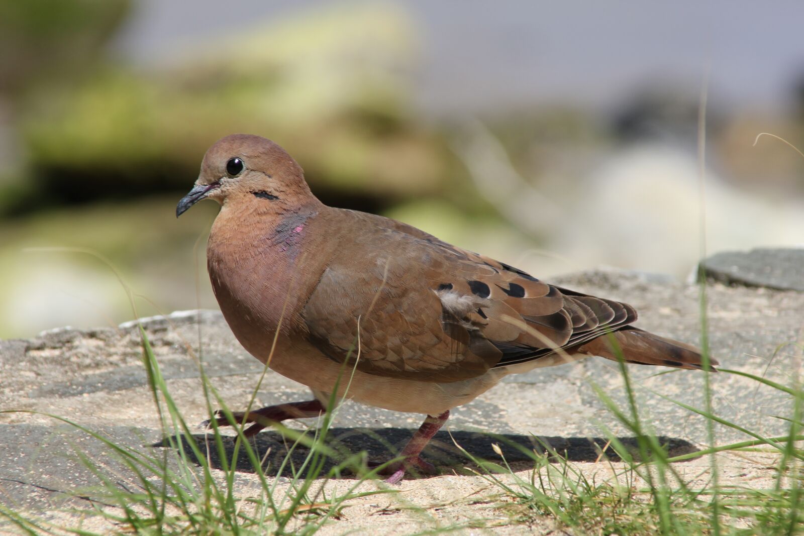 Canon EOS 550D (EOS Rebel T2i / EOS Kiss X4) sample photo. St lucia, bird, wildlife photography
