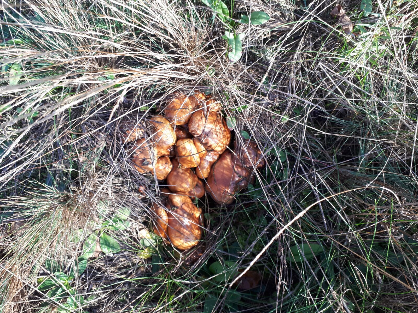 Samsung Galaxy A5(2017) sample photo. Forest, mushrooms, autumn photography