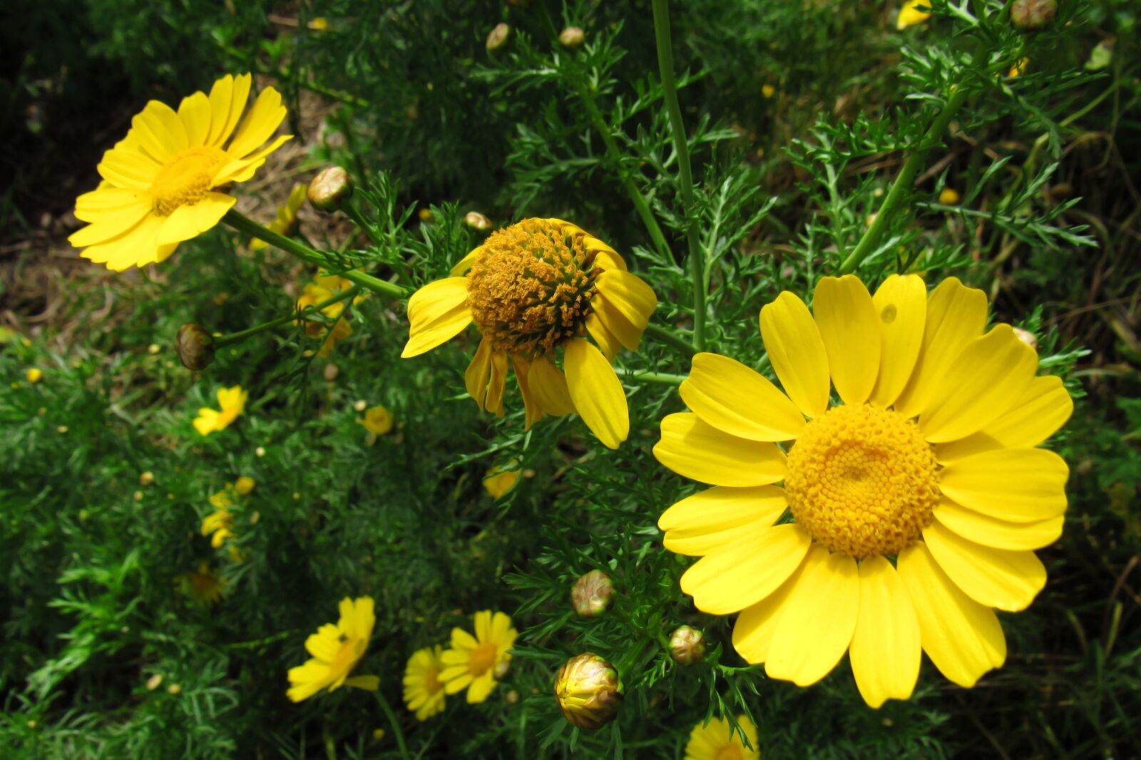Canon PowerShot SX530 HS sample photo. Flowers, yellow, field photography