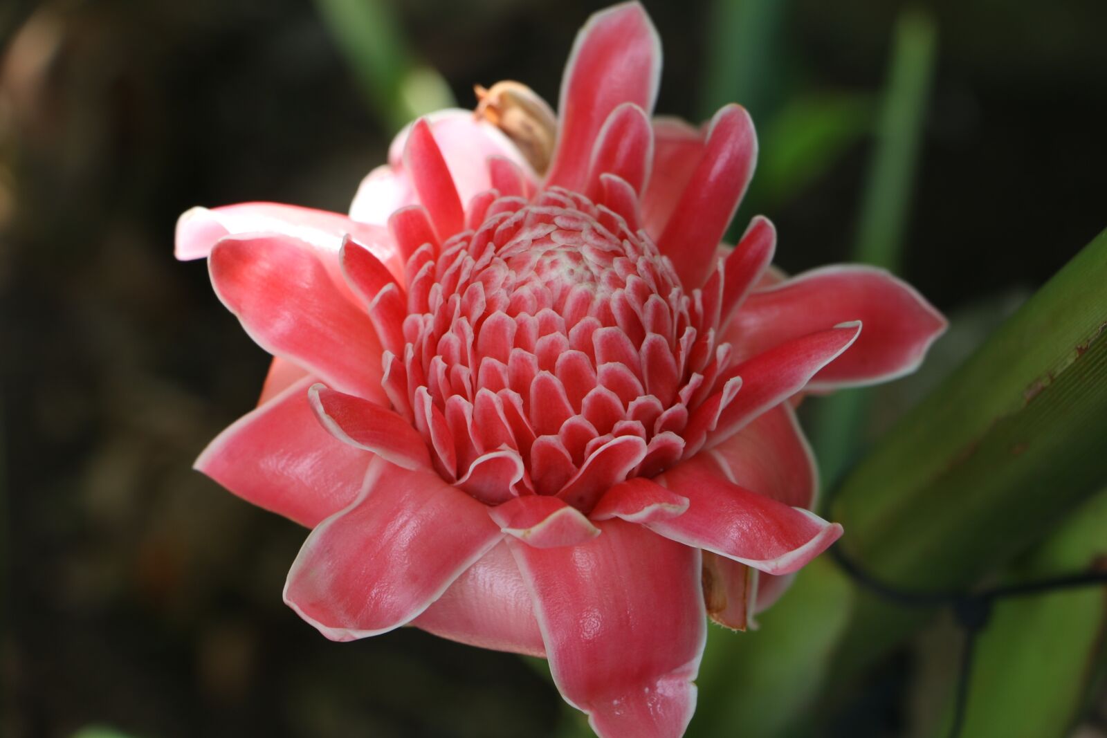 Canon EOS 70D sample photo. Flower, pink, pink flowers photography