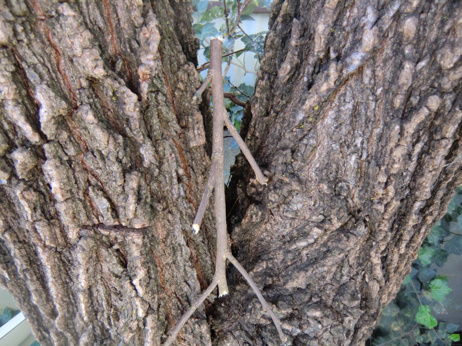 CASIO EX-H15 sample photo. Stick, green, nature photography