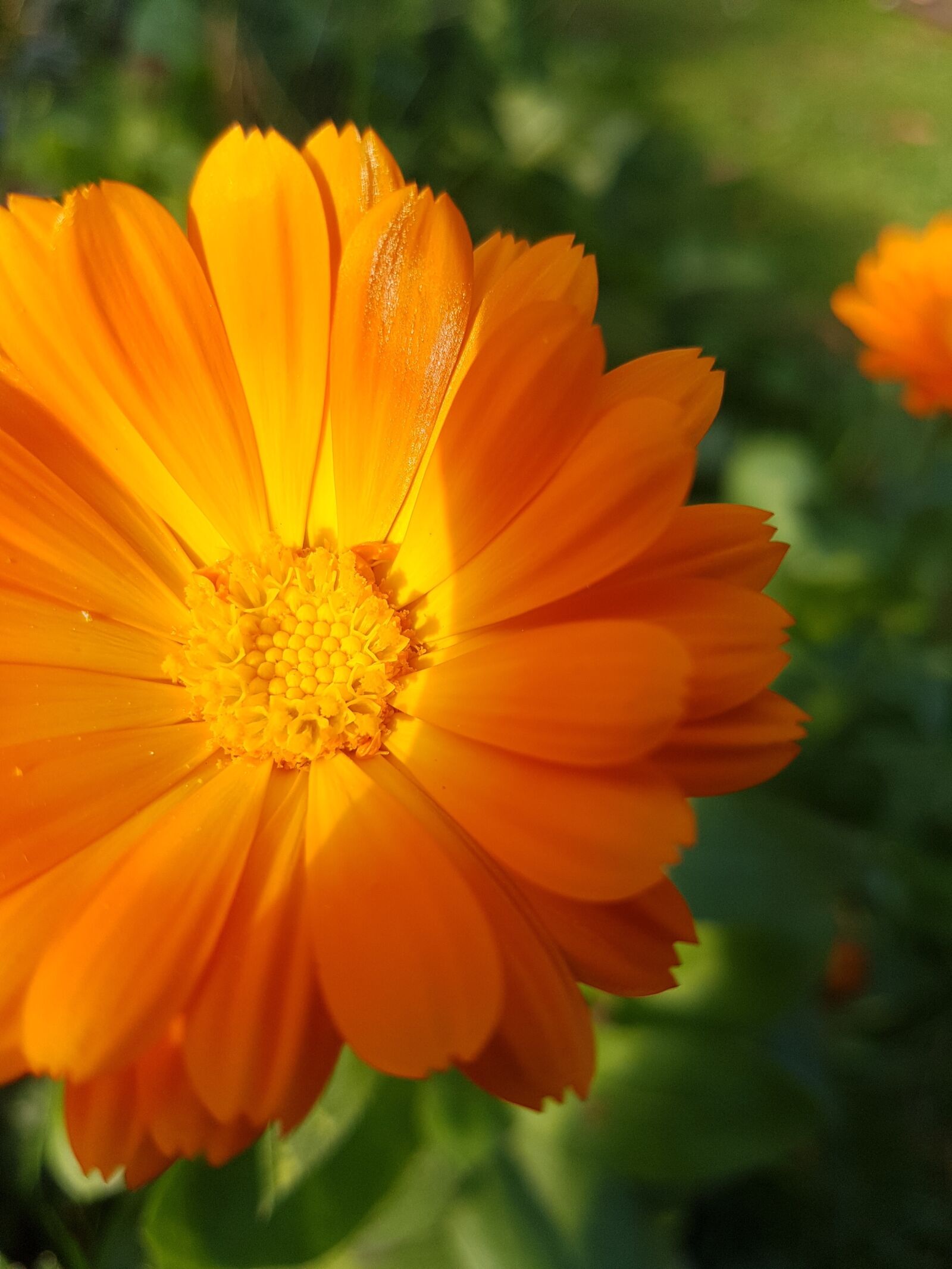 Samsung Galaxy S7 Edge sample photo. Flower, nature, orange photography