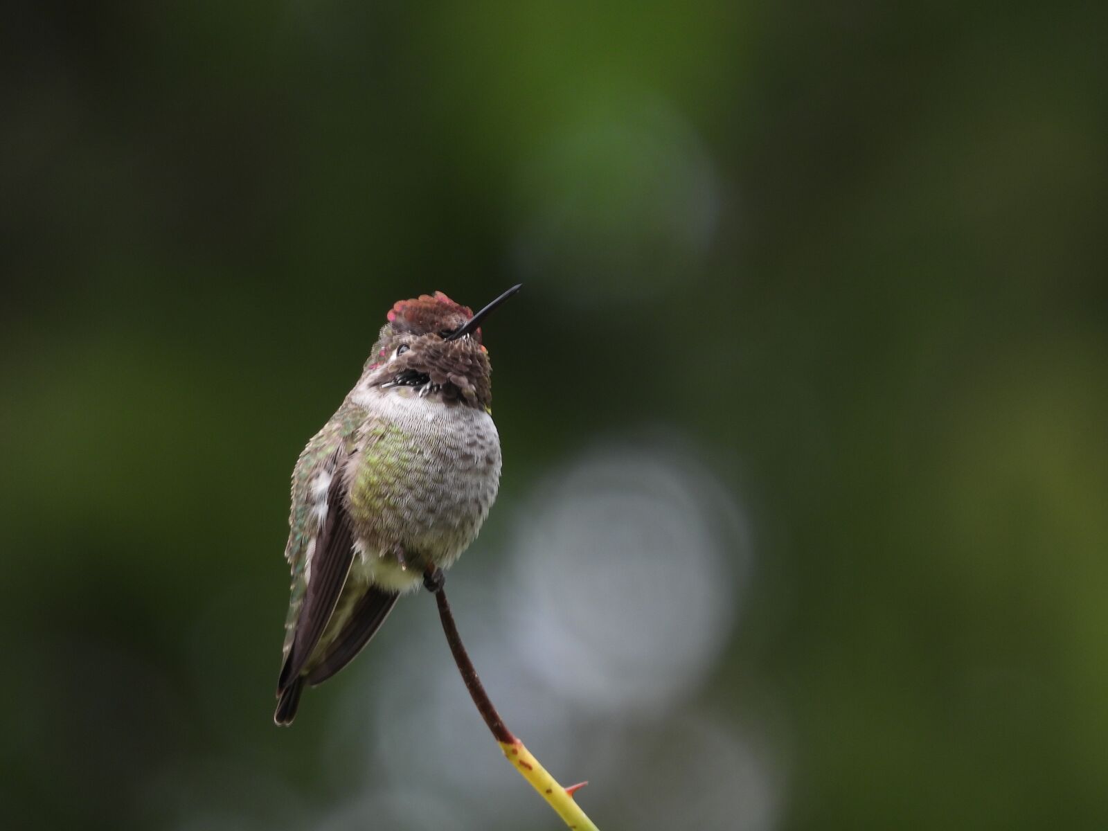 Nikon Coolpix P1000 sample photo. Anna, hummingbird, nature photography