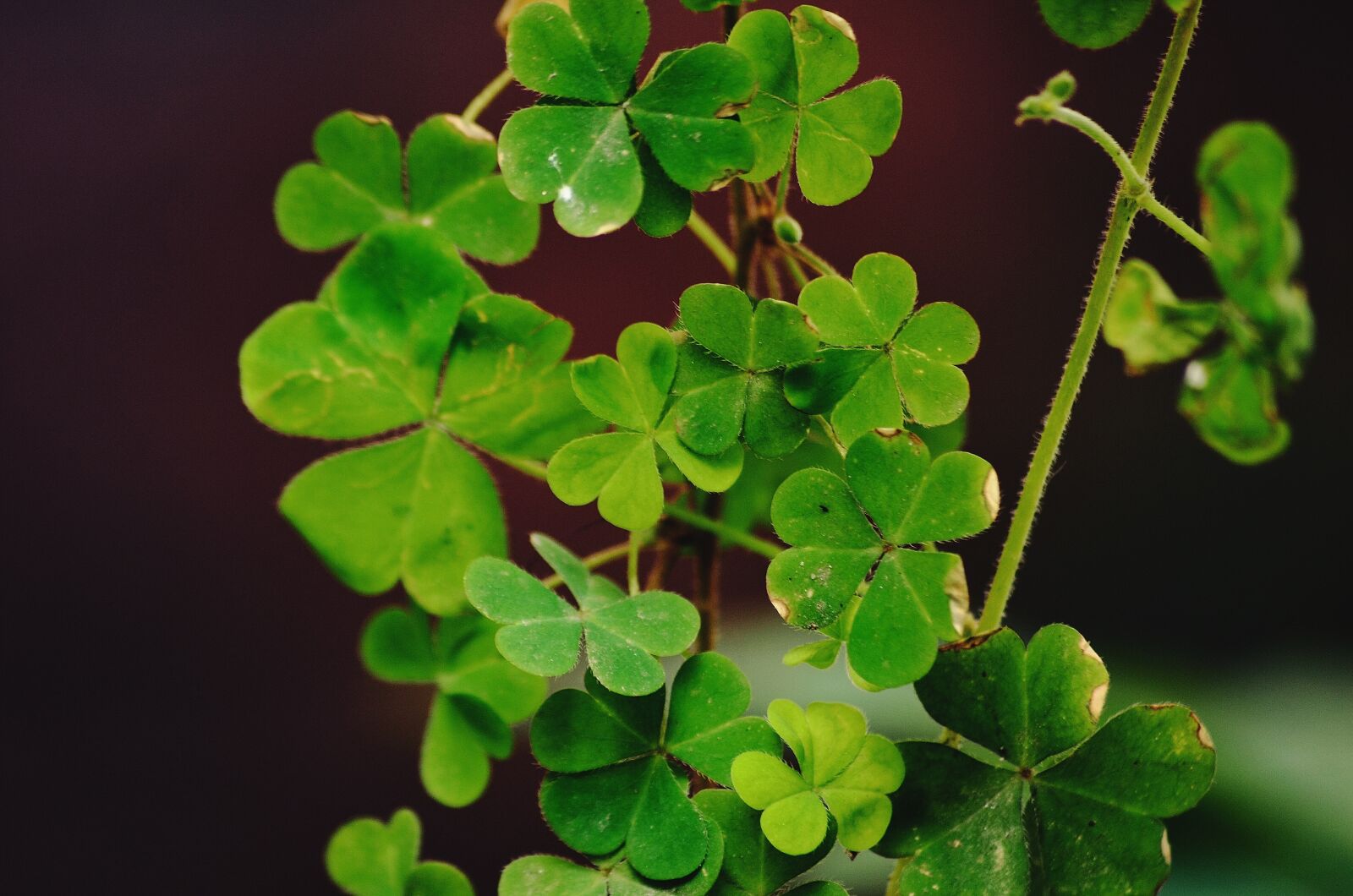 Nikon D5100 sample photo. A four leaf clover photography