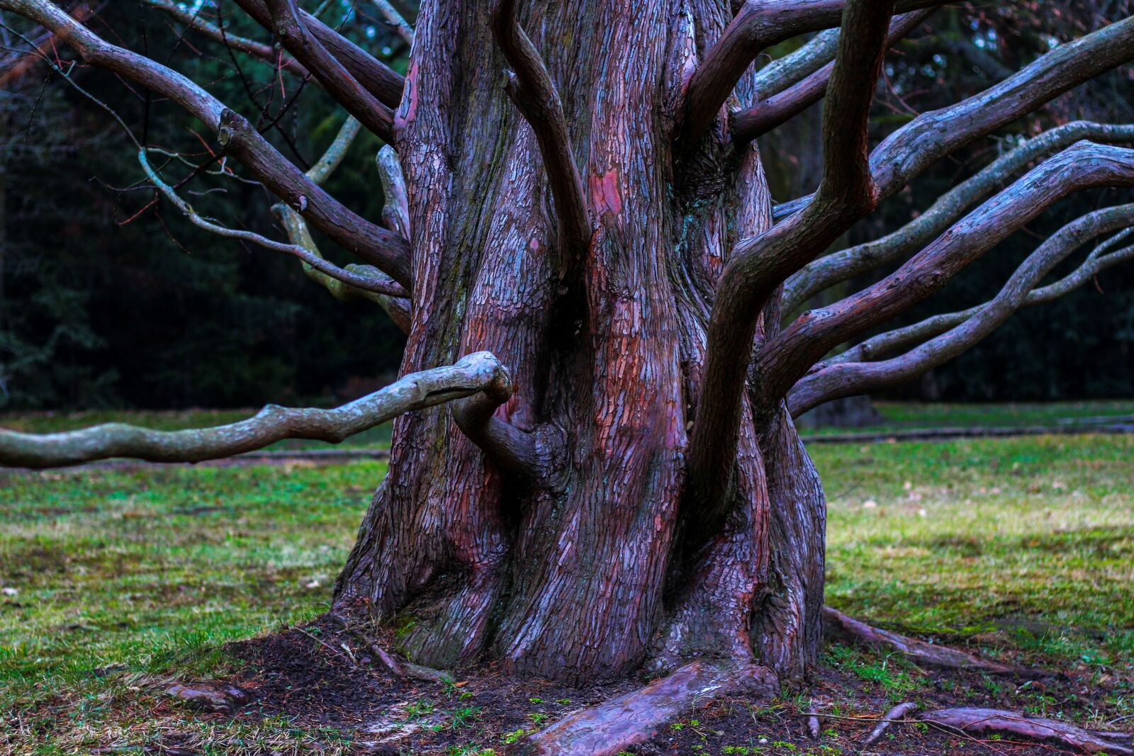 Canon EF 50mm F1.8 STM sample photo. Tree, aesthetic, root photography
