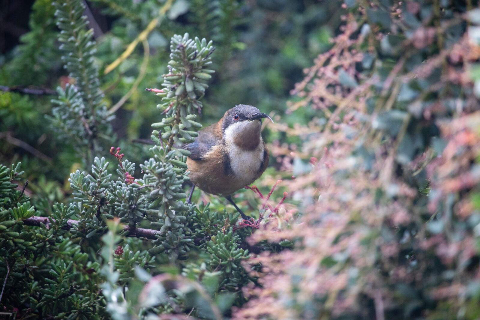 Canon EOS 200D (EOS Rebel SL2 / EOS Kiss X9) sample photo. Bird, wild, nature photography