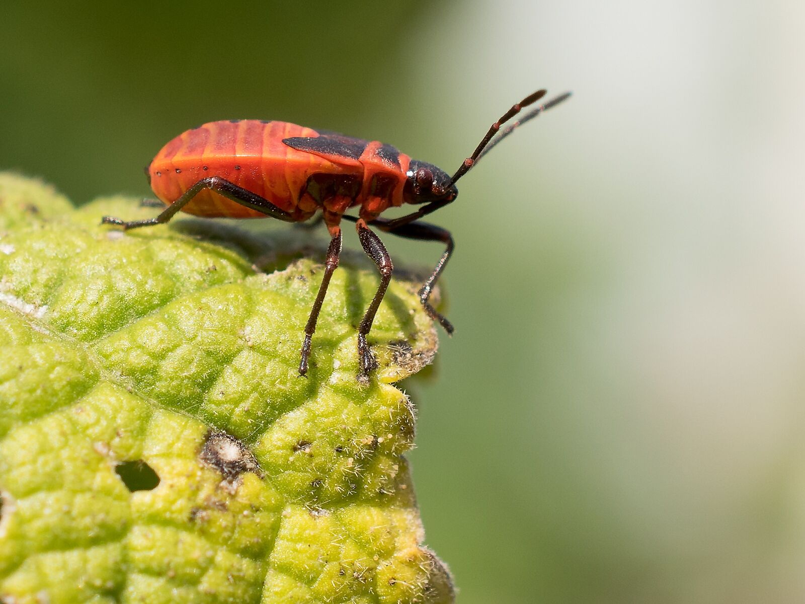 Nikon D3300 sample photo. Insect, nature, animal world photography