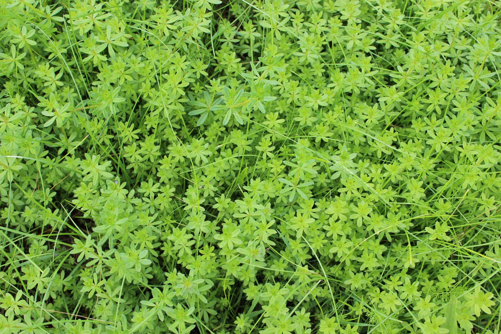 Canon EOS 600D (Rebel EOS T3i / EOS Kiss X5) sample photo. Green, plant, moss photography