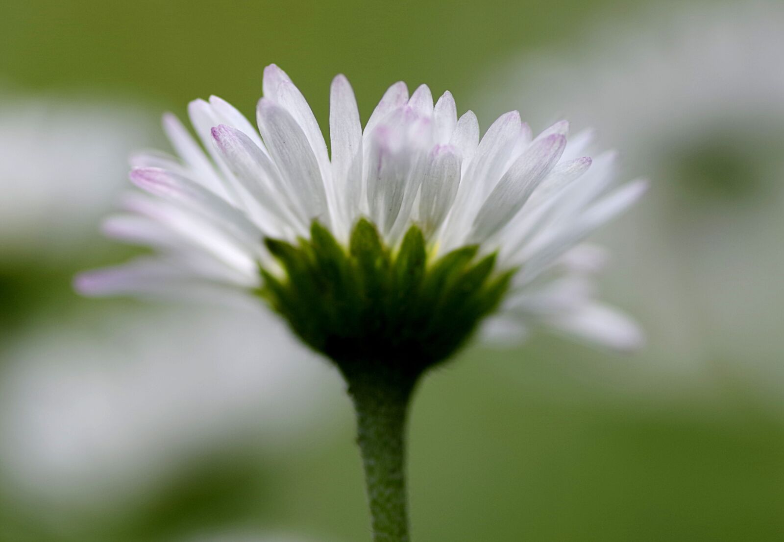 Pentax K-S2 sample photo. Daisy, single, flowers photography