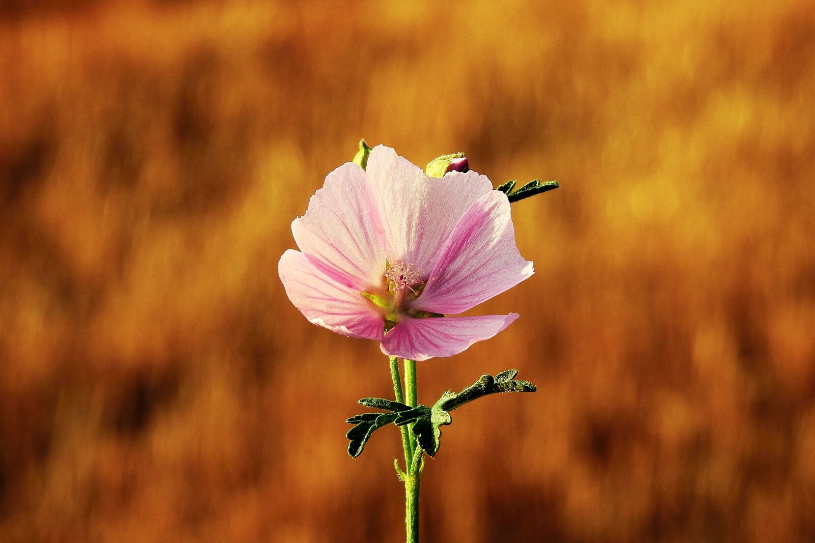 Nikon Coolpix P900 sample photo. Flower, nature, meadows photography