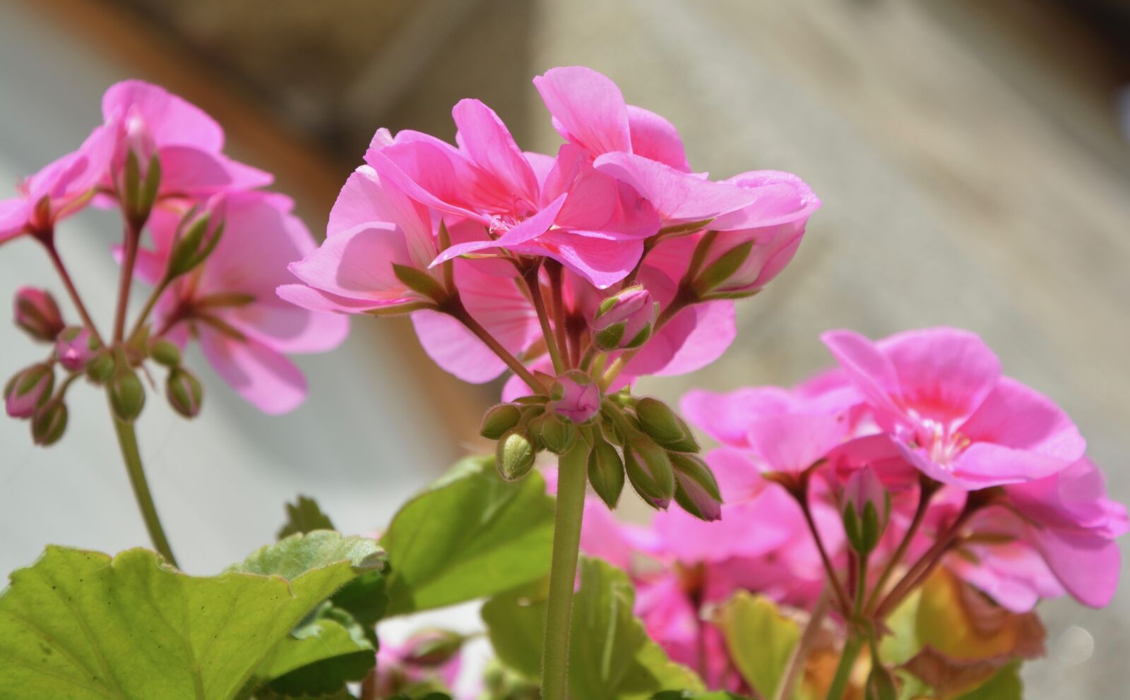 Nikon D5200 sample photo. Flower, pink, buds photography
