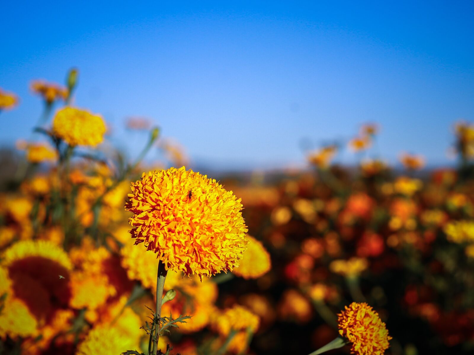 Canon EF 50mm F1.8 STM sample photo. Flowers, nature, marigolds photography