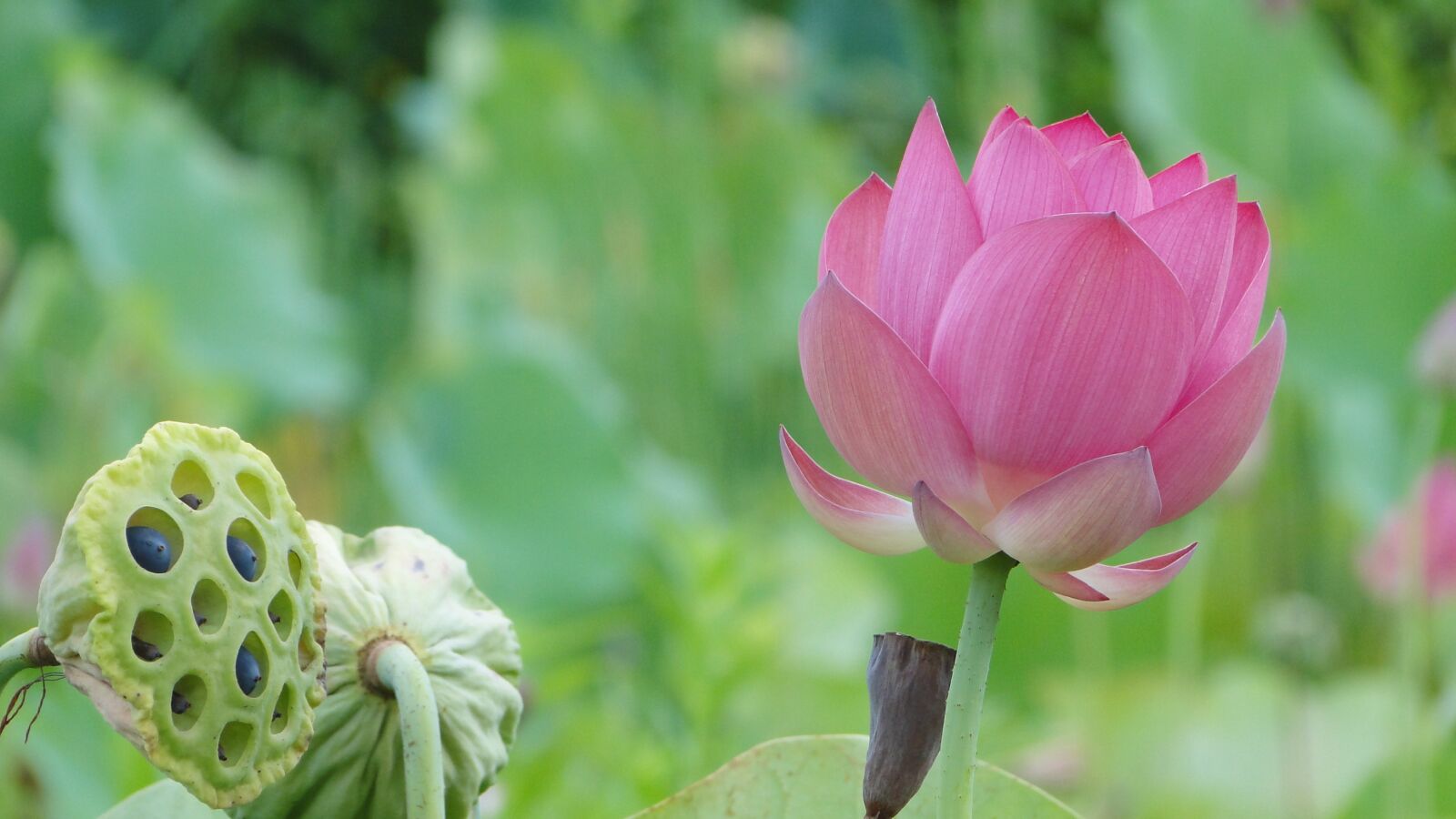 Sony Cyber-shot DSC-HX1 sample photo. Flower, lotus, 蓮 peng photography