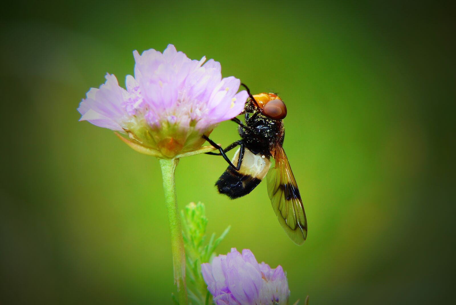 Panasonic Lumix DMC-FZ200 sample photo. Trzmiel wka forest, much photography