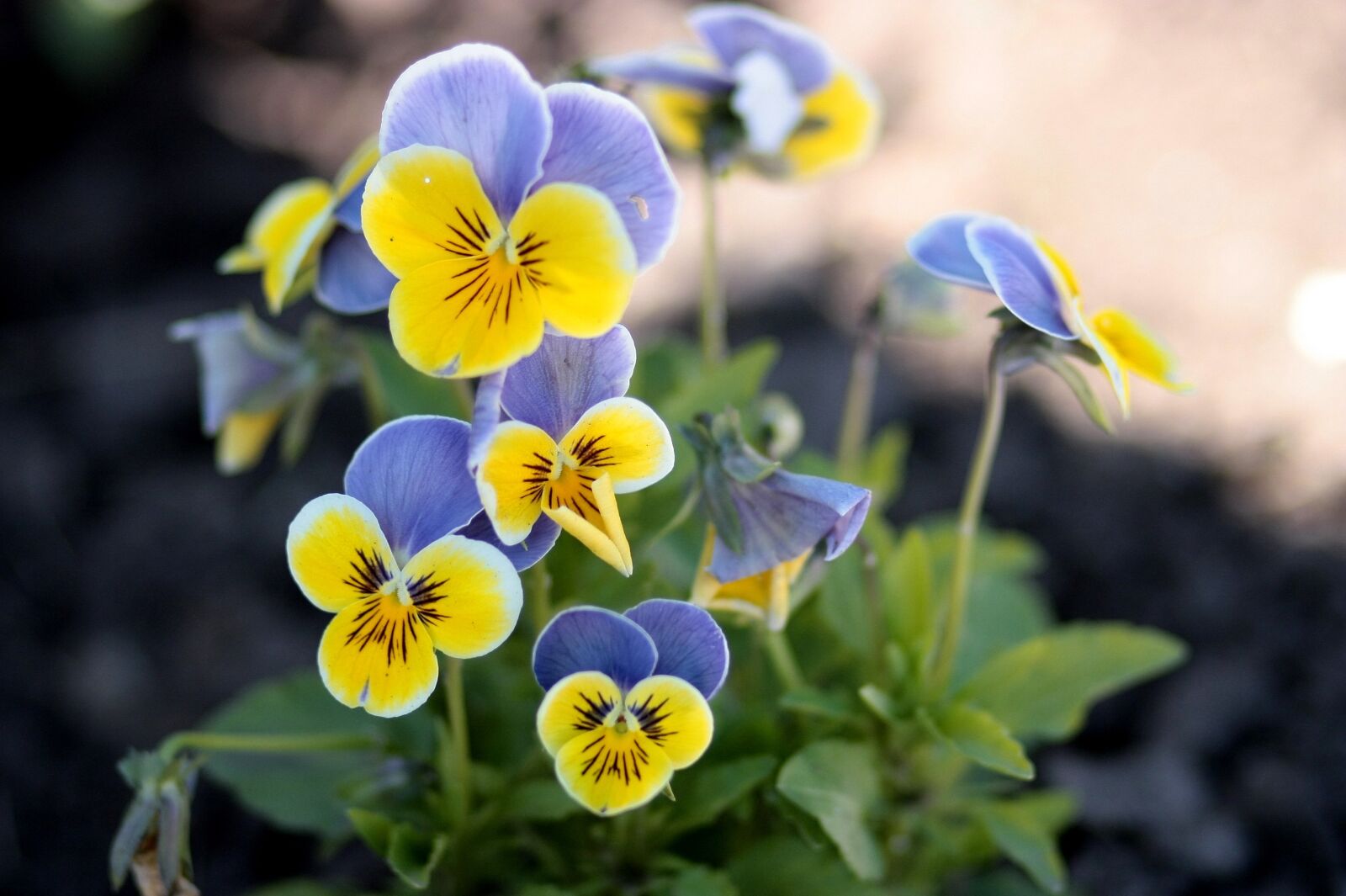 Canon EOS 450D (EOS Rebel XSi / EOS Kiss X2) sample photo. Pansies, yellow, blue photography