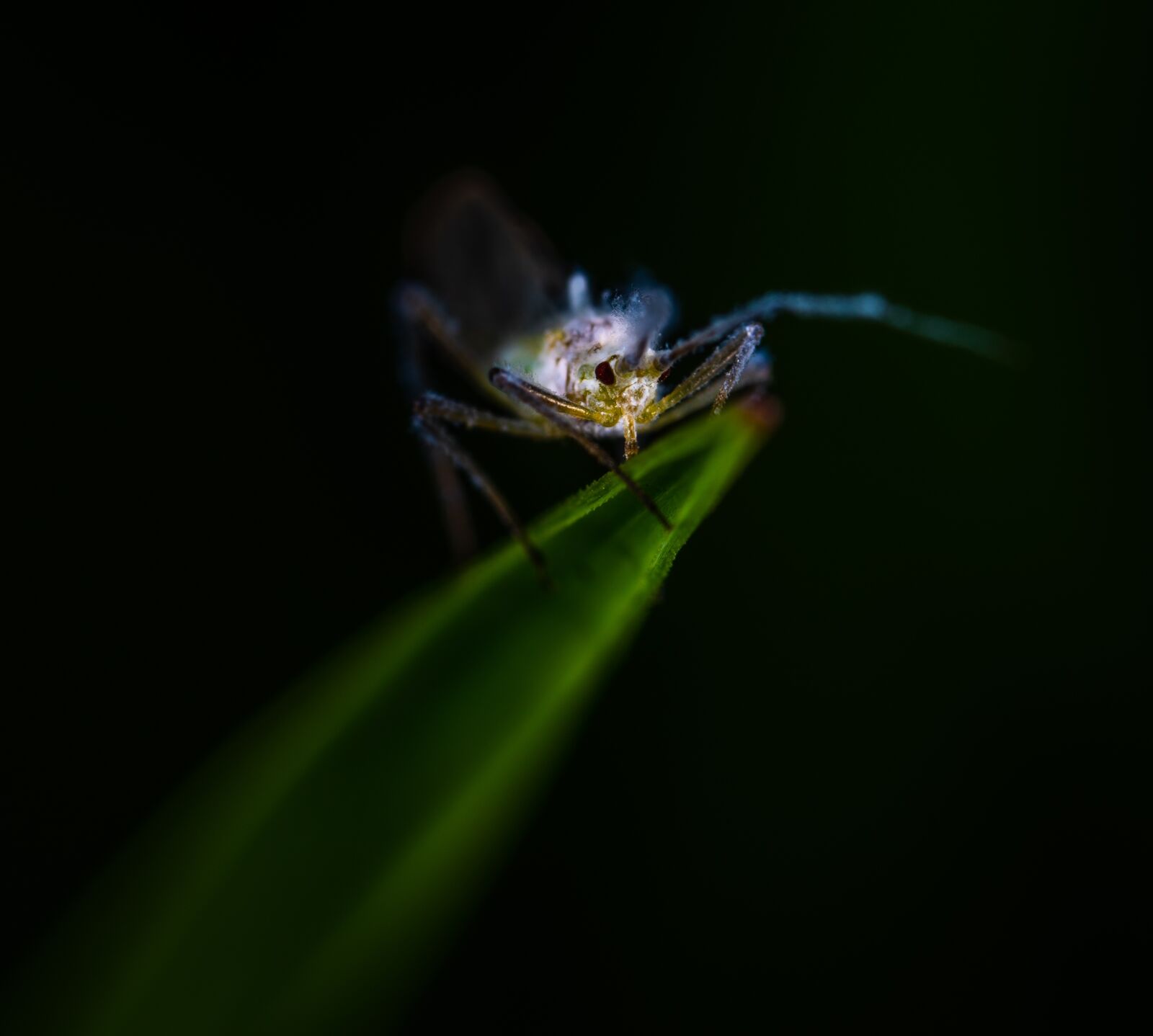 Sony a7R II sample photo. Macro, insect, bespozvonochnoe photography