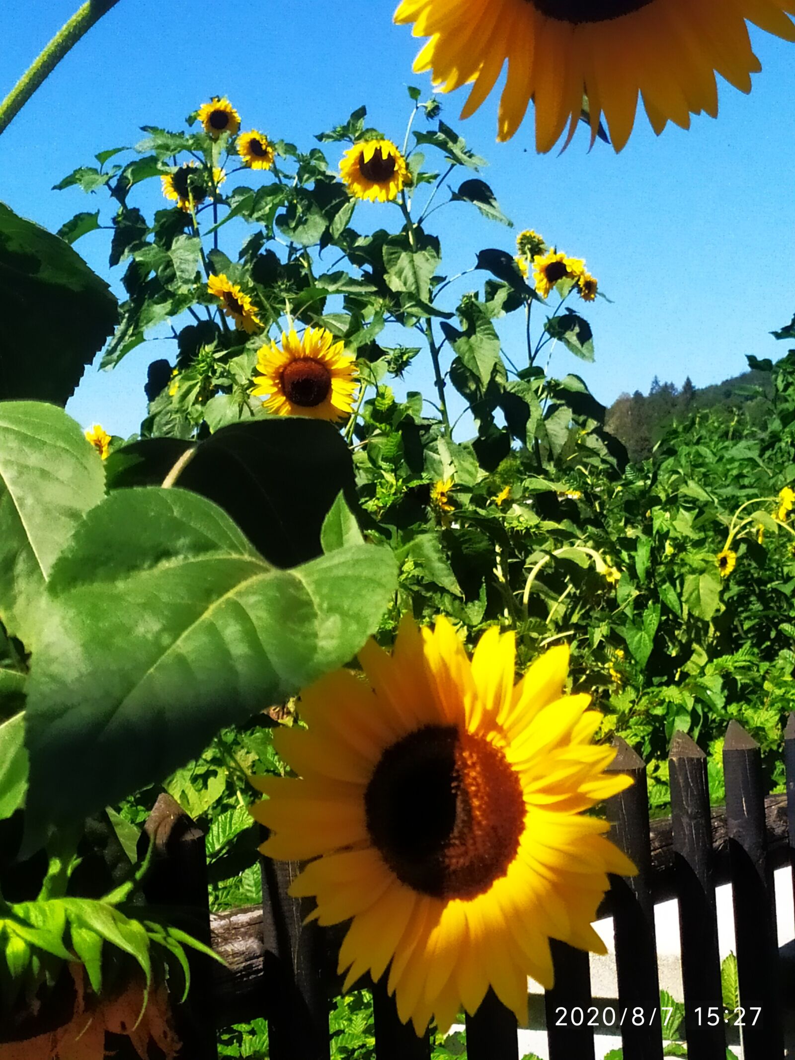 Xiaomi Redmi Note 7 sample photo. Summer, sunflower, blossom photography