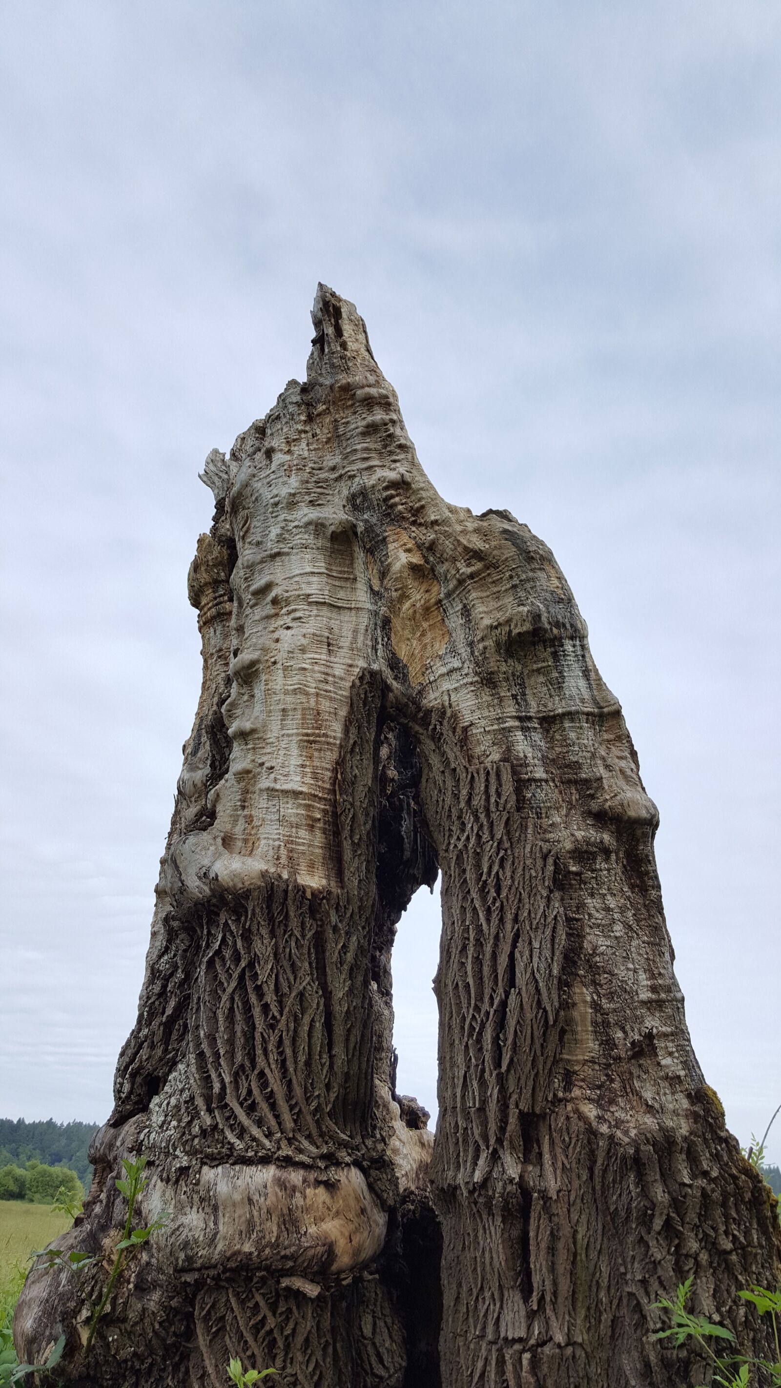 Samsung GALAXY S6 edge sample photo. Arch, nature, dead trees photography