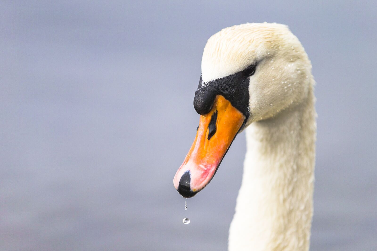 Canon EOS-1D X sample photo. Swan, bird, head photography