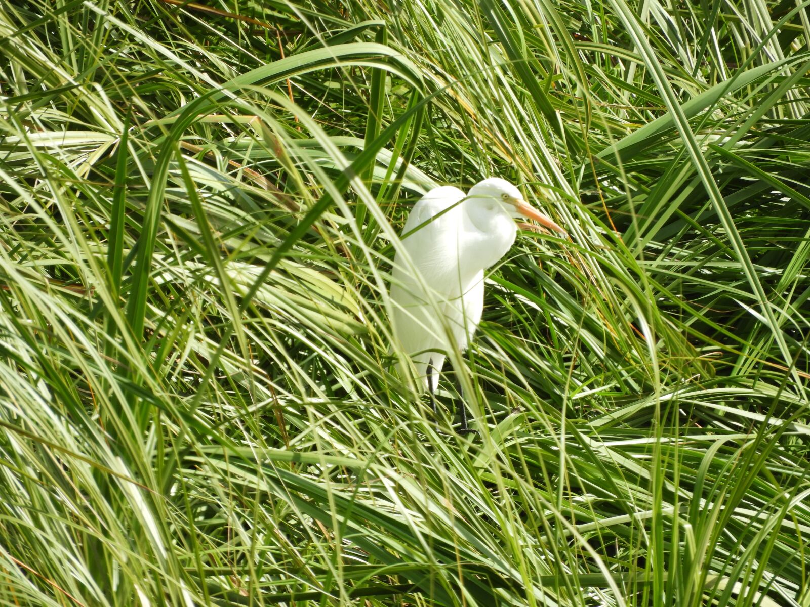 Nikon Coolpix B700 sample photo. Bird, egret, nature photography