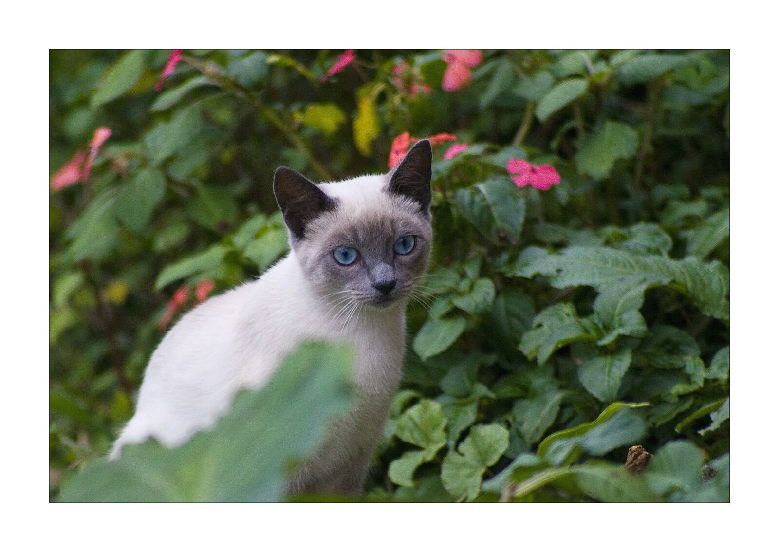 Canon EOS 1000D (EOS Digital Rebel XS / EOS Kiss F) sample photo. Cat, eyes, animal photography