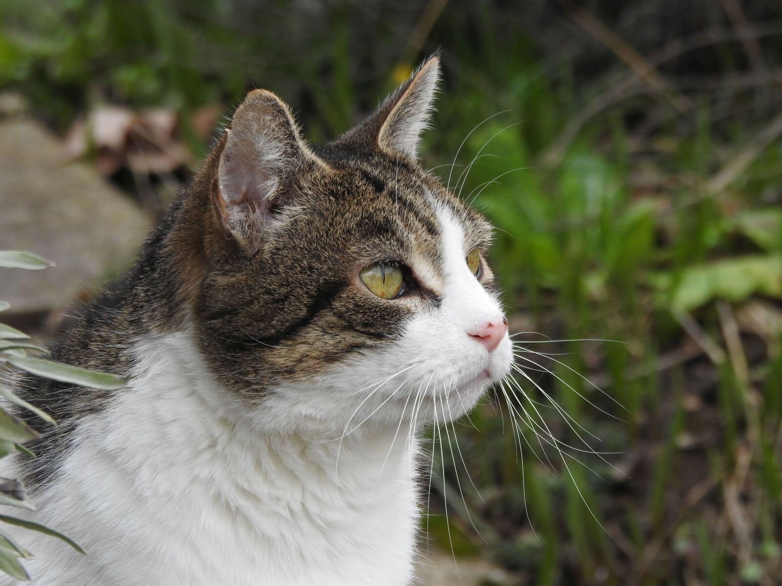 Nikon Coolpix P900 sample photo. Cat, portrait, face photography