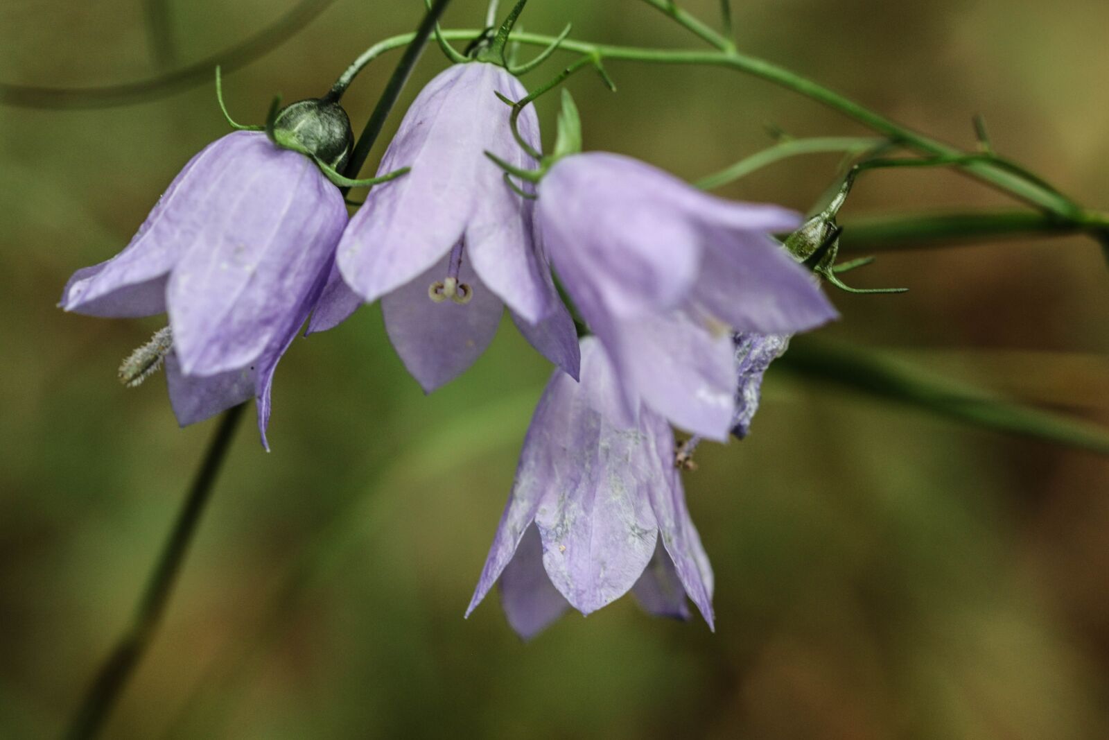 Canon EOS 7D Mark II sample photo. Bluebell, wild flower, flower photography