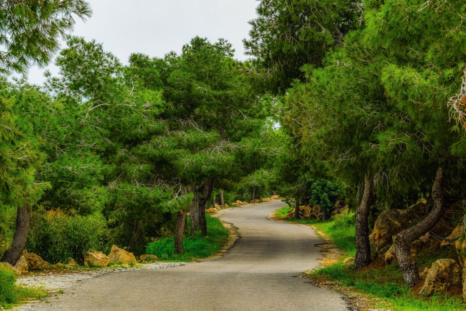Nikon D3300 sample photo. Road, countryside, nature photography