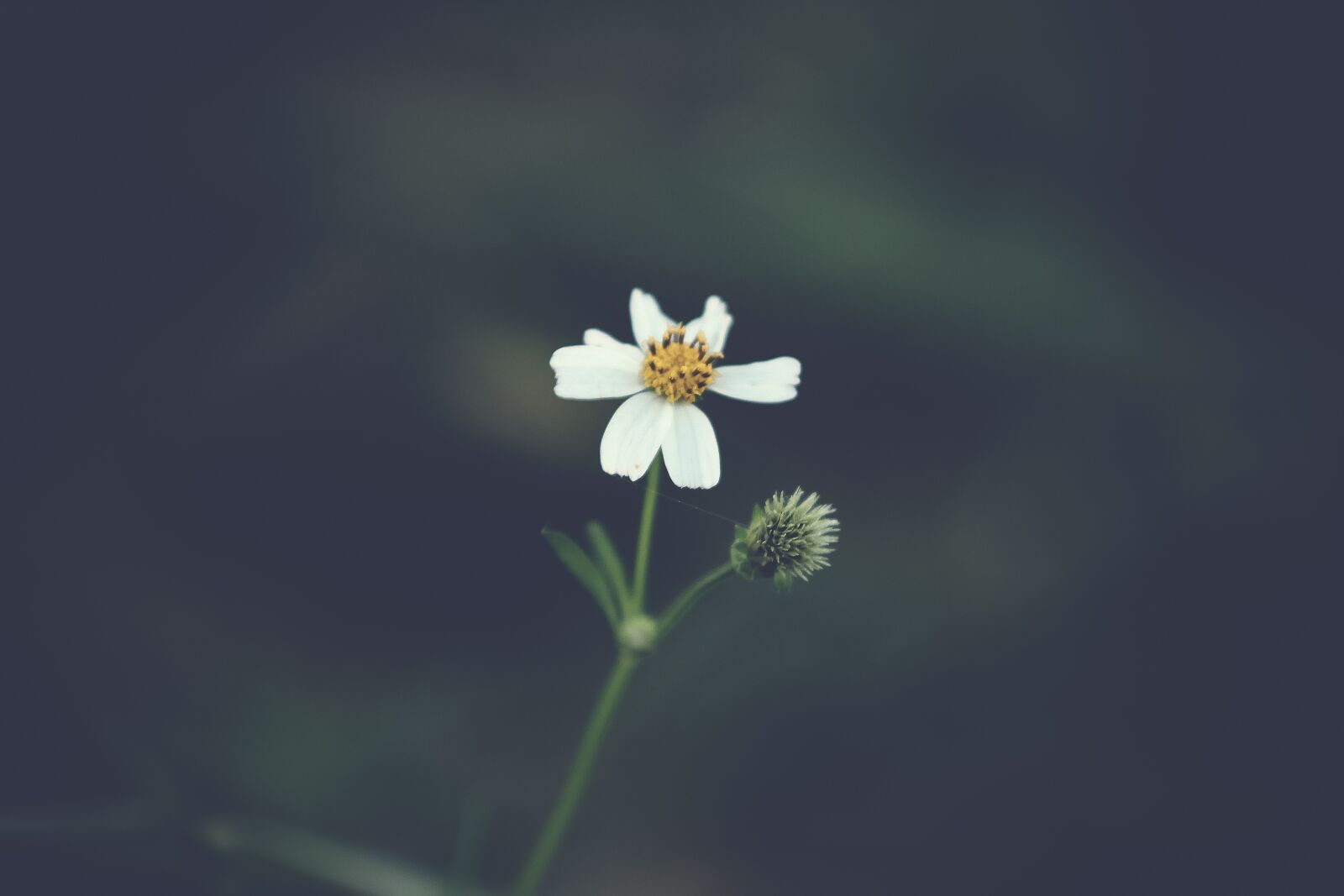 Canon EOS 60D sample photo. Flower, nature, plant photography