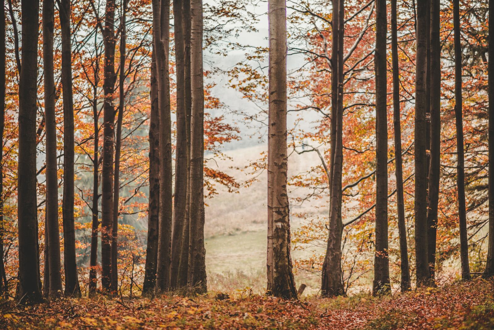 Nikon D610 sample photo. Fall, autumn, leaves photography