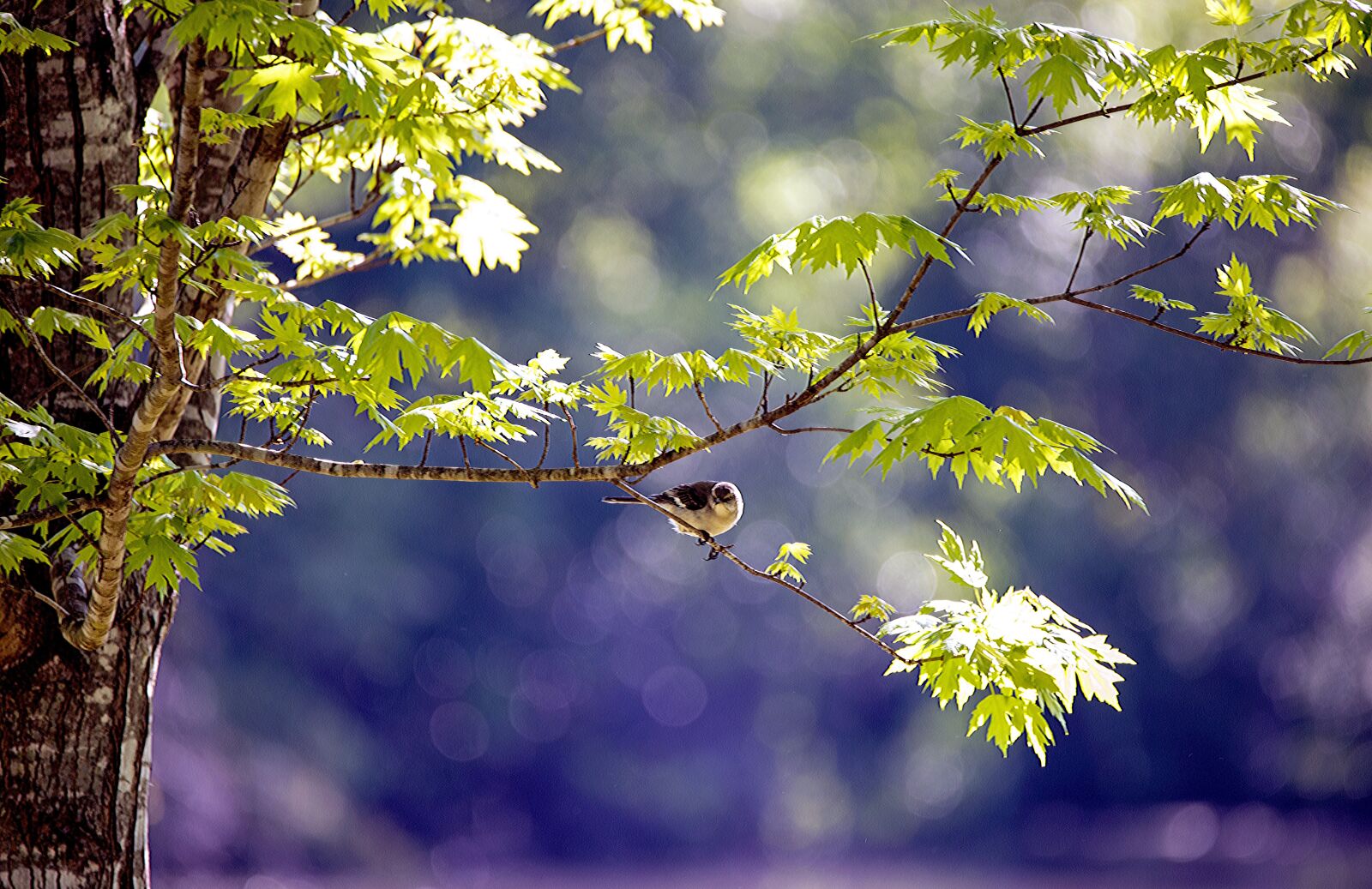 Nikon D610 sample photo. Bird, animal, wildlife photography