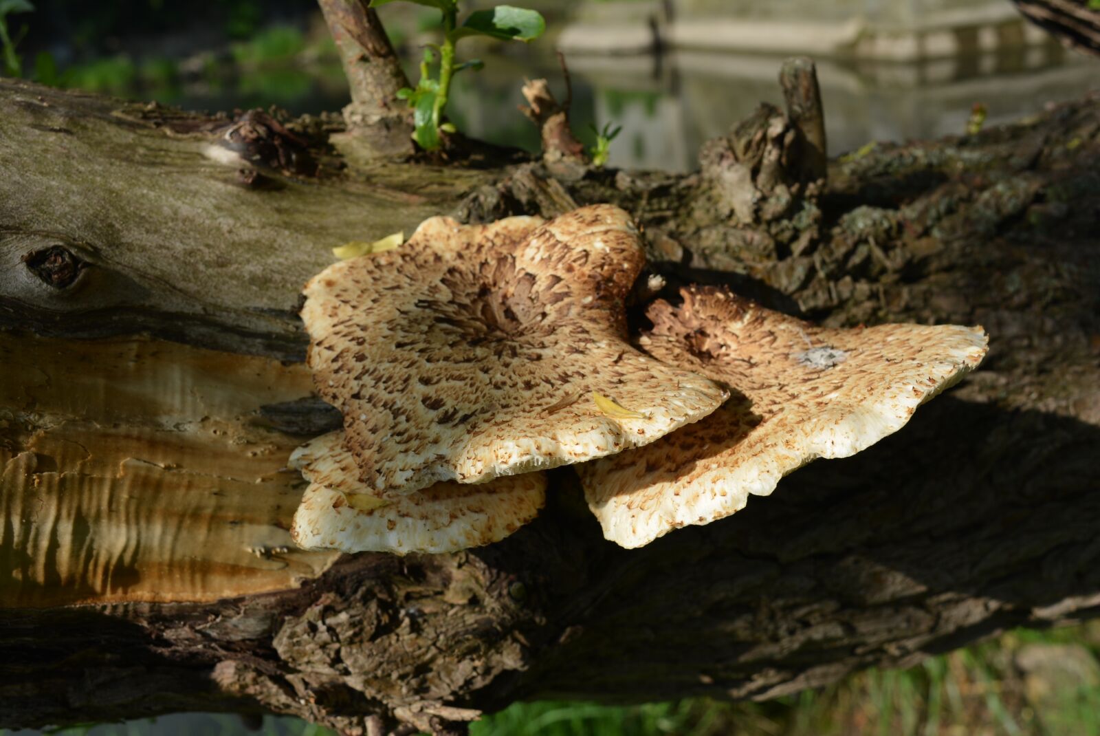 Nikon D5200 sample photo. Tree fungus, mushroom, mushrooms photography