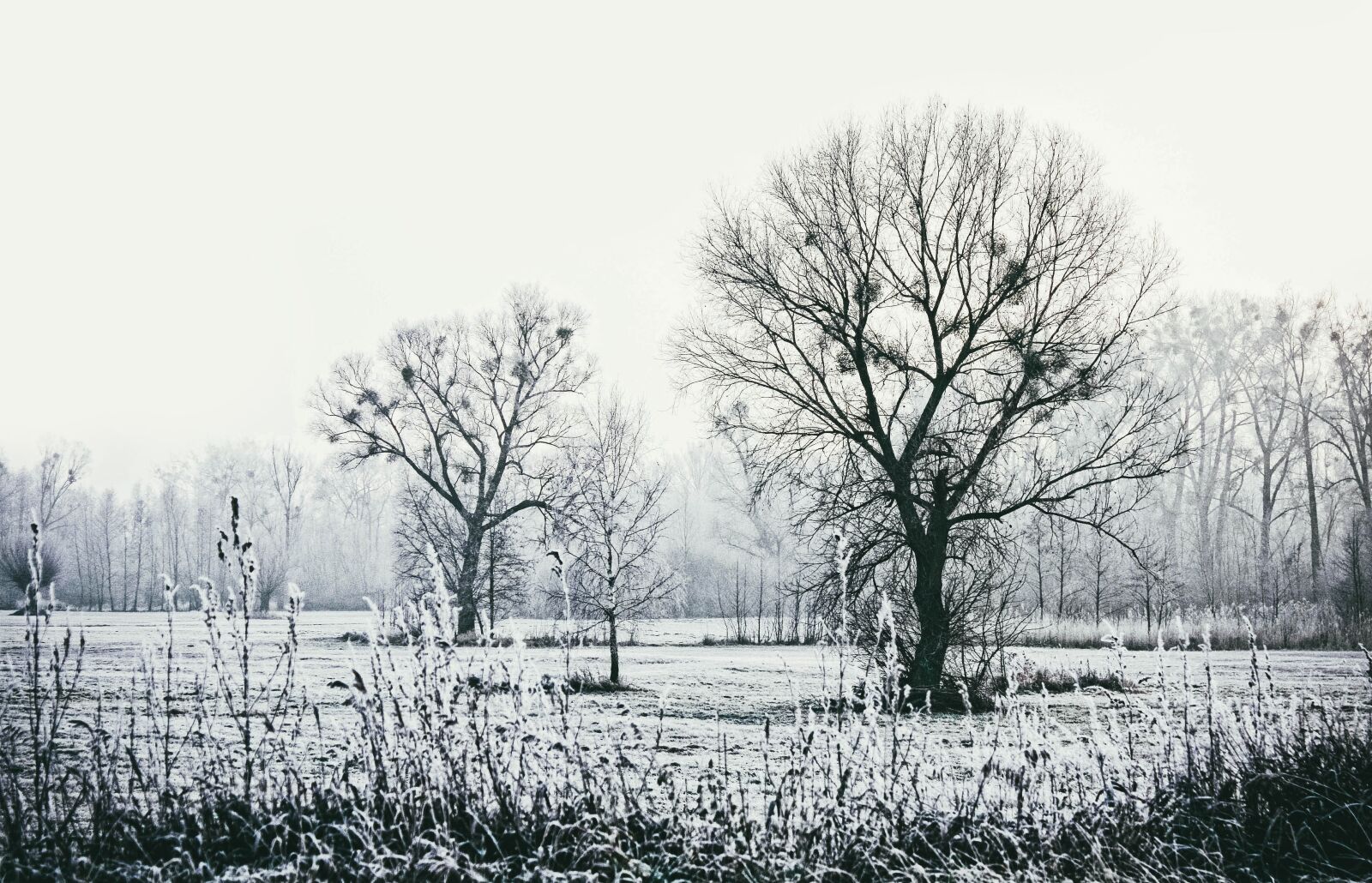 Canon EOS 450D (EOS Rebel XSi / EOS Kiss X2) sample photo. Winter, tree, cold photography