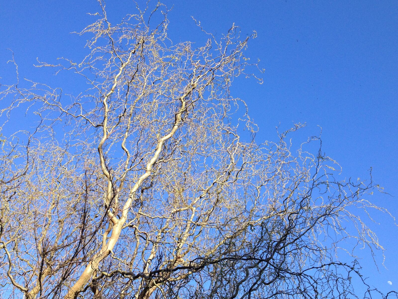 Apple iPhone 4S sample photo. Nature, tree, sunlight photography