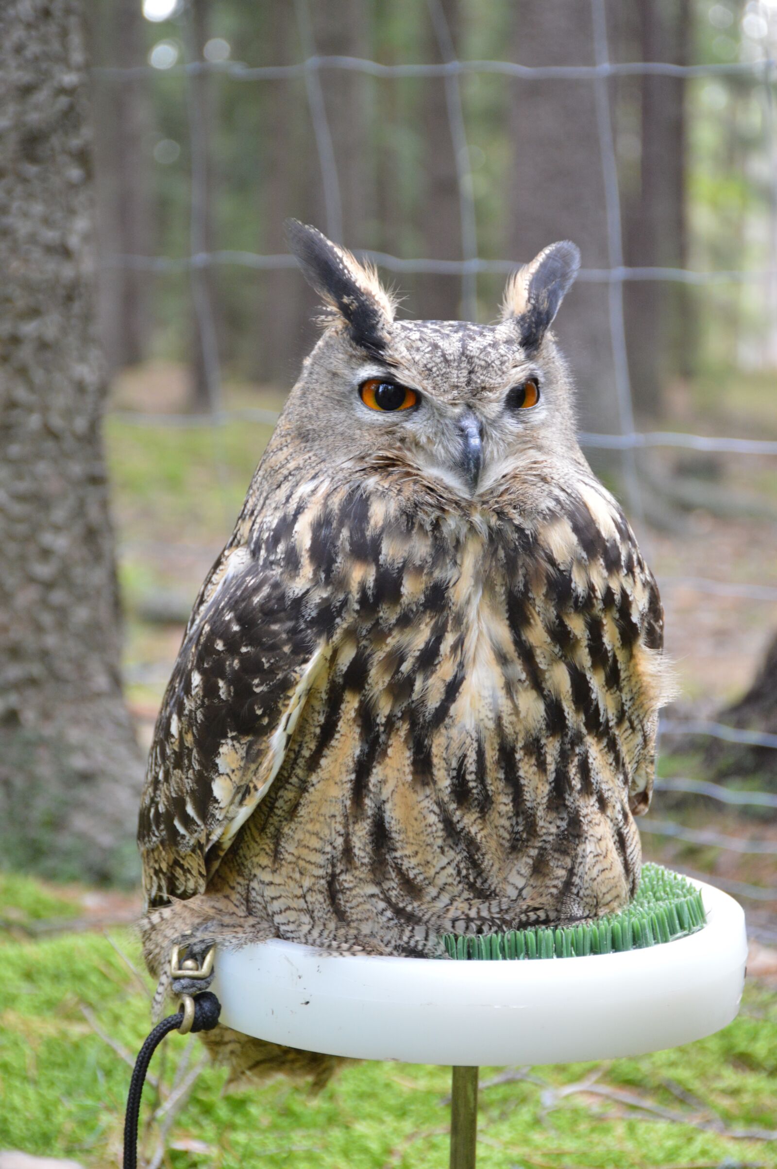 Nikon D3200 sample photo. Bird, predator, sitting photography