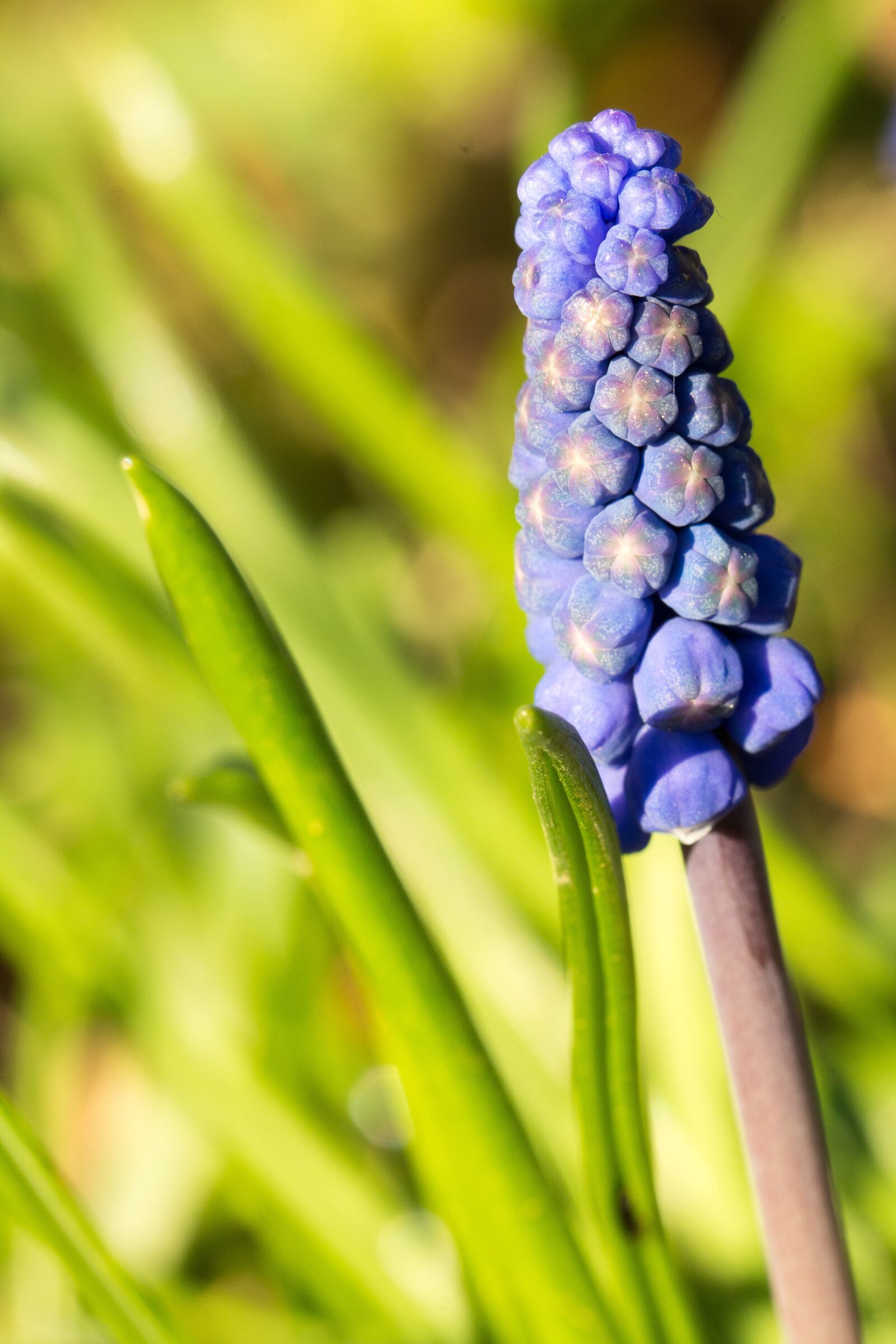 Canon EOS 60D sample photo. Nature, plant, garden photography