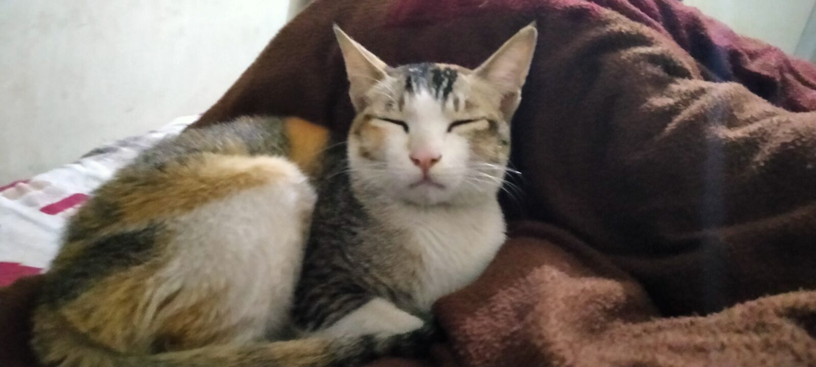 OPPO A5 2020 sample photo. Cat, nap, tired photography
