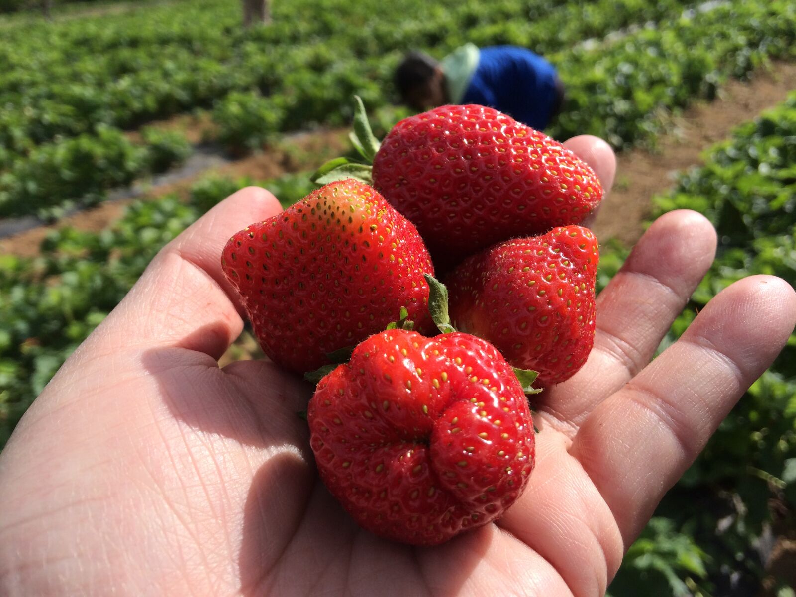 iPhone 5s back camera 4.12mm f/2.2 sample photo. Closeup, of, strawberries, freshly photography