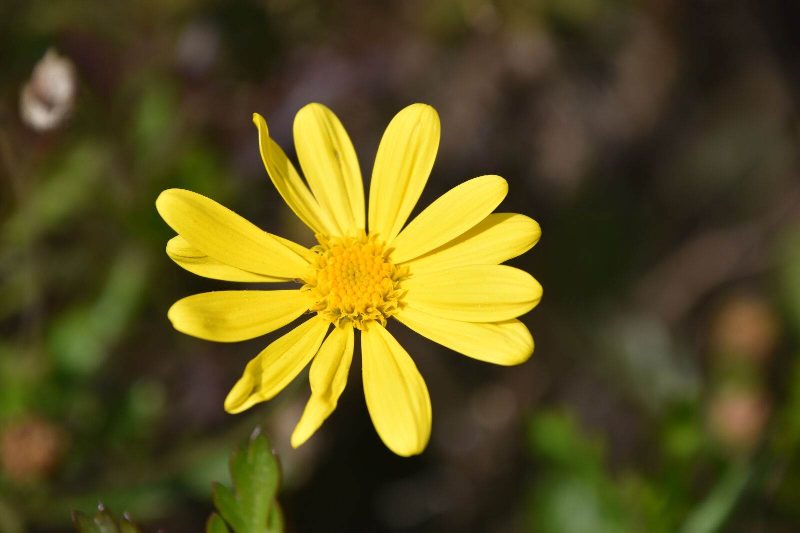 Nikon D5600 sample photo. Nature, plant, flower photography