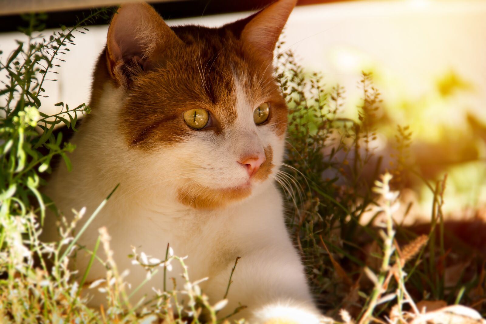 Canon EOS 7D sample photo. Cat, orange, young photography