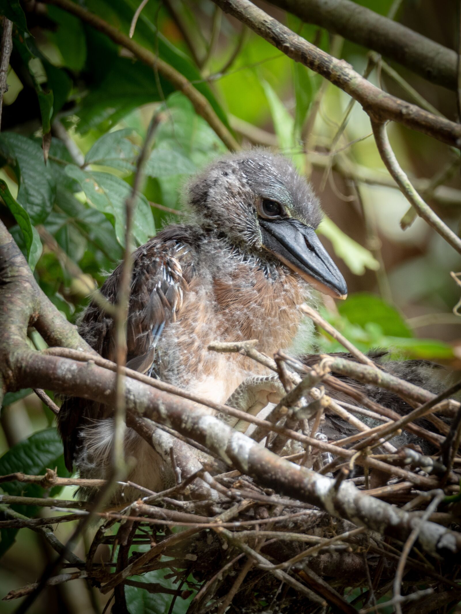 Olympus OM-D E-M5 II + LEICA DG 100-400/F4.0-6.3 sample photo. Bird, costa rica, tortuguero photography