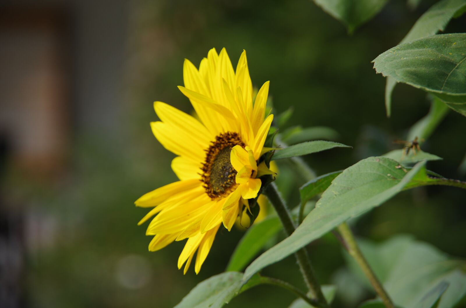 Pentax K-5 sample photo. Sunflower, yellow, garden photography