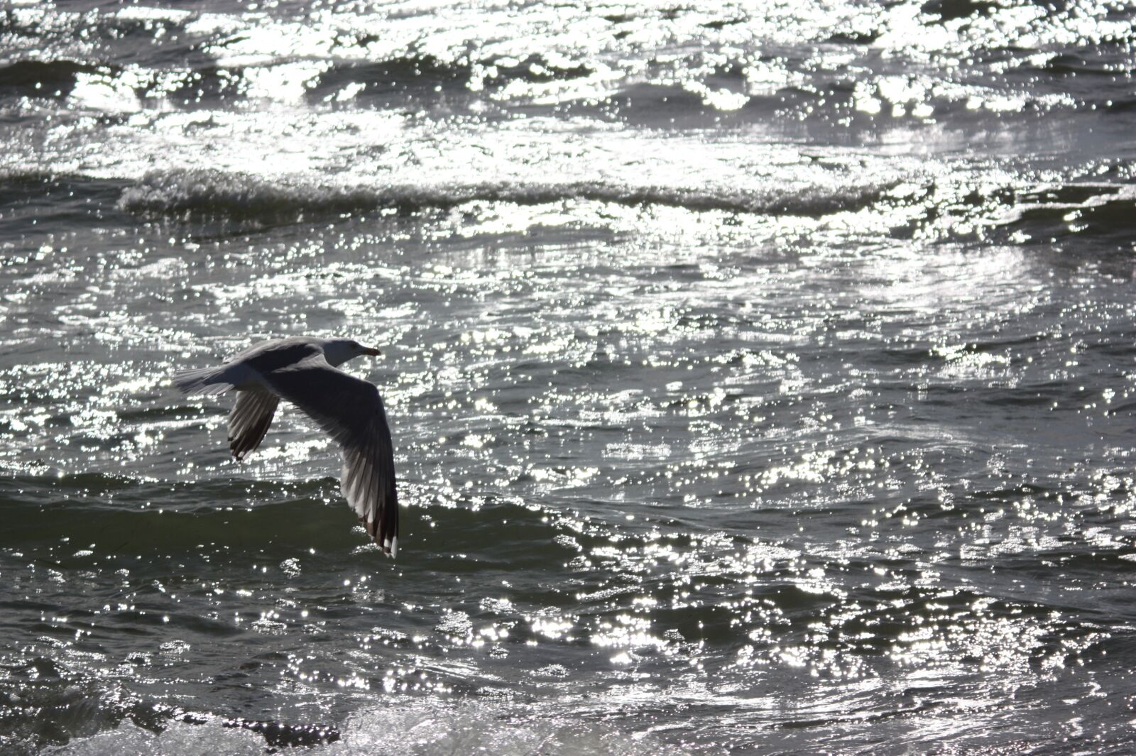 Canon EOS 450D (EOS Rebel XSi / EOS Kiss X2) sample photo. Hiddensee, walk on the photography
