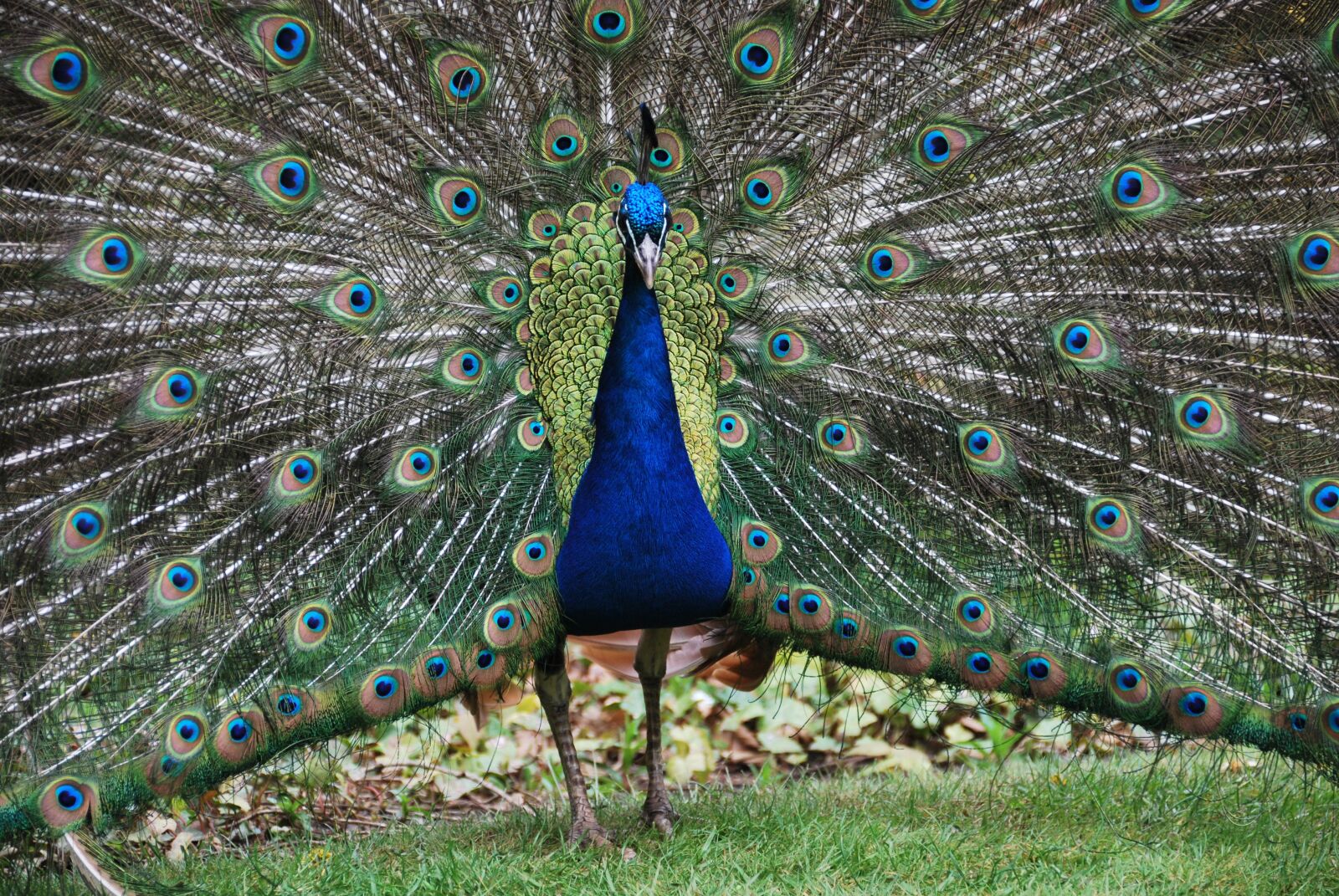Nikon D60 sample photo. Peacock, blue, bird photography