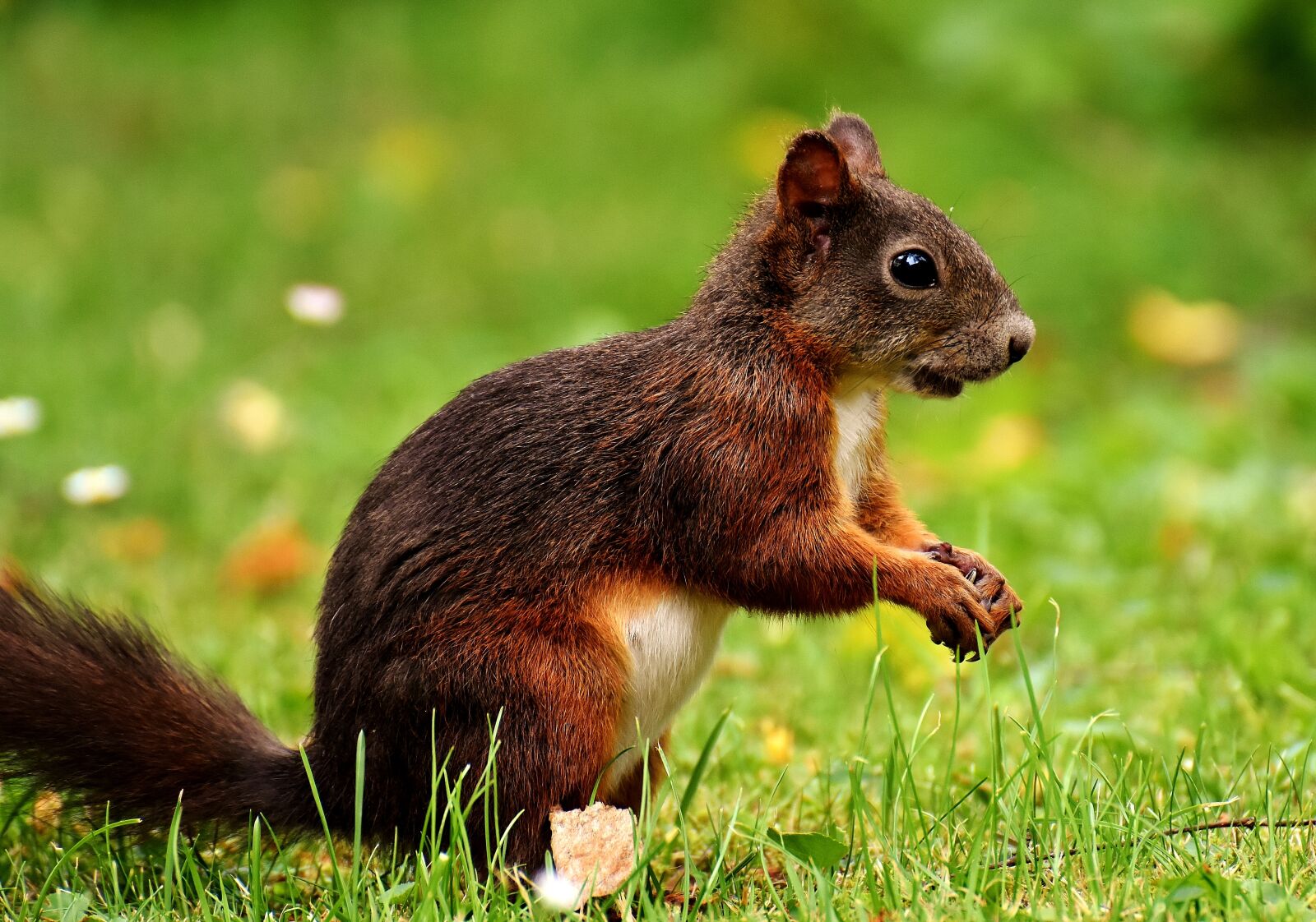 Nikon D7200 sample photo. Squirrel, nager, cute photography