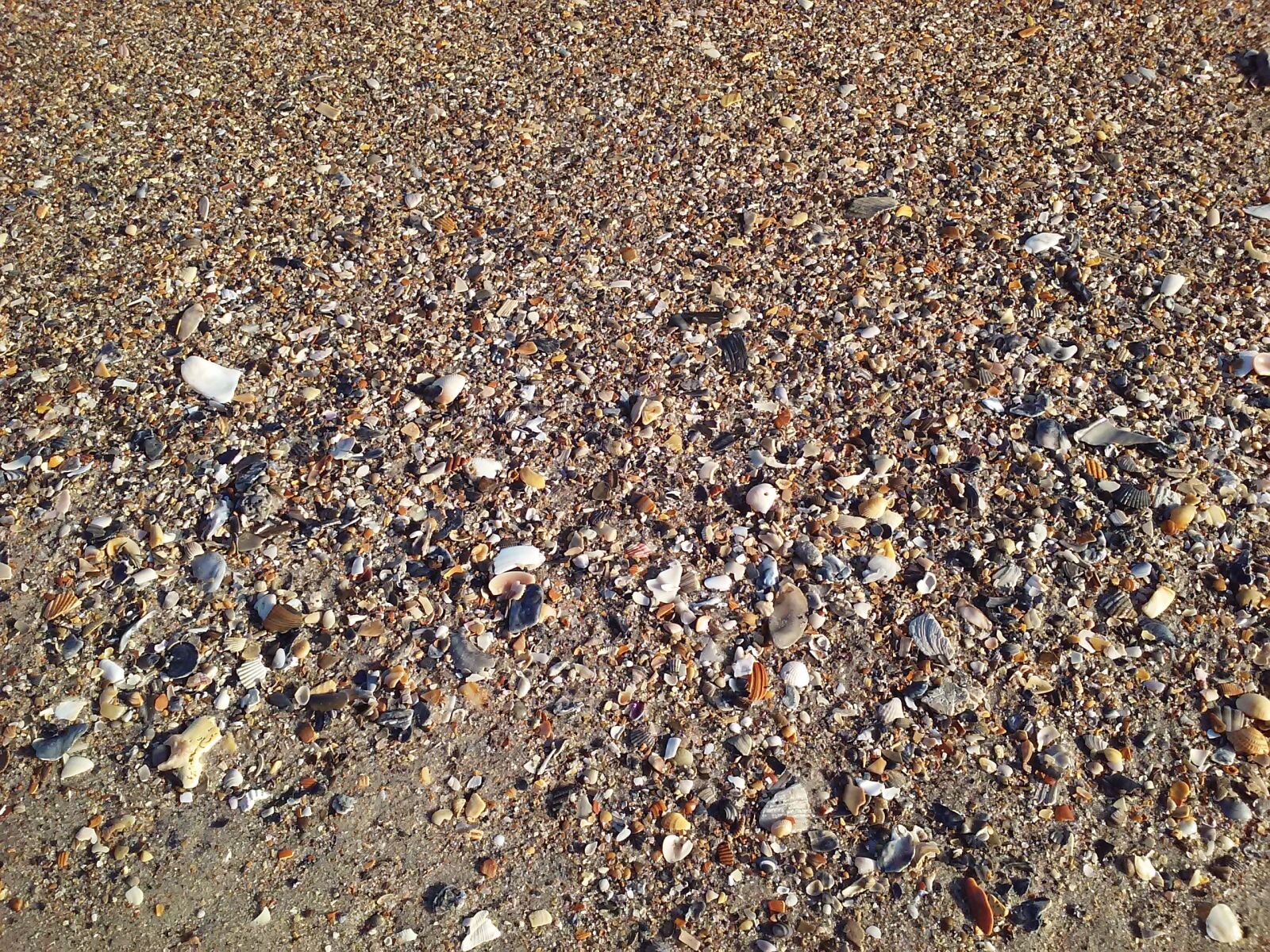 LG F60 sample photo. Shells, sea, vacation photography